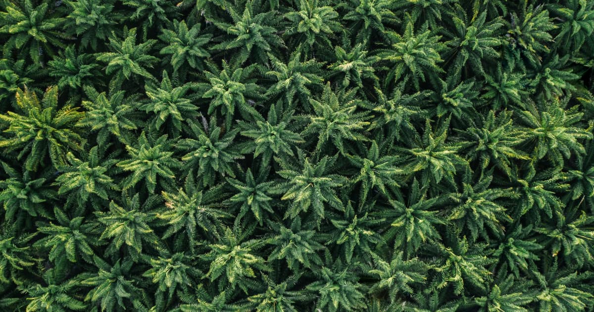 Nueva Legislación Federal Otorga a los Estados la Autoridad para Regular los Productos de THC de Cáñamo