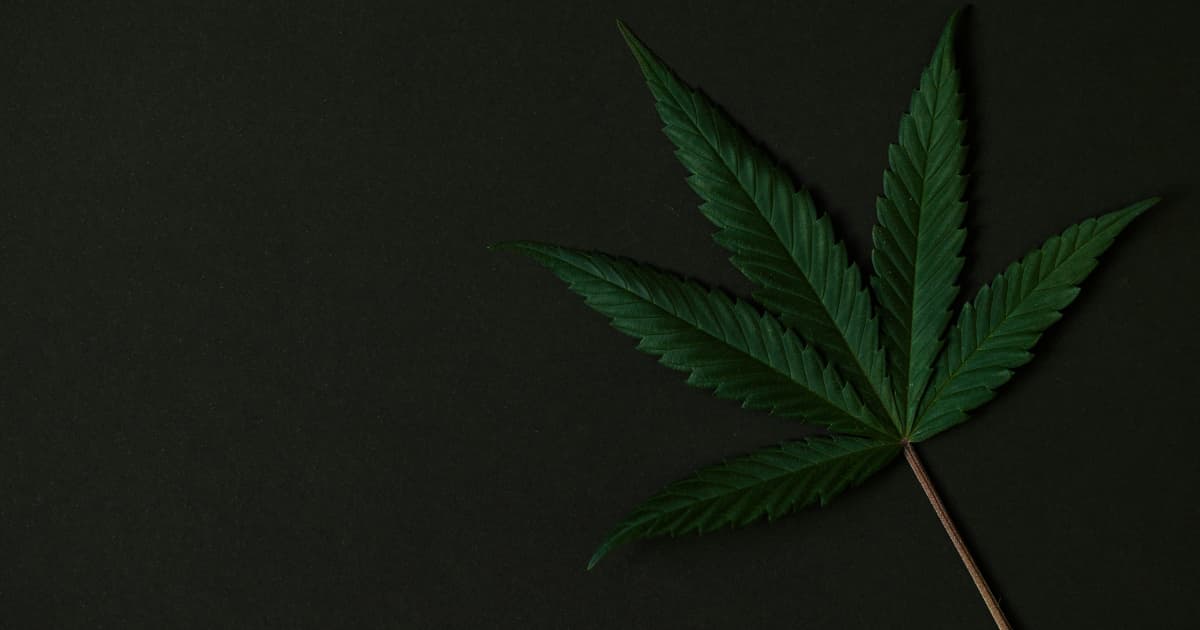 Splash Beverage Group ingresa al mercado de bebidas con THC derivado del cáñamo mediante empresa conjunta con BAAD Ventures