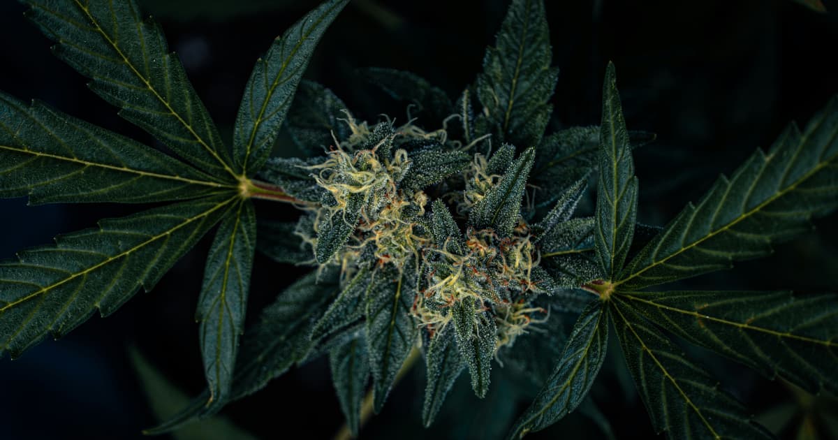 Michigan defiende el nuevo impuesto mayorista al cannabis contra impugnación legal