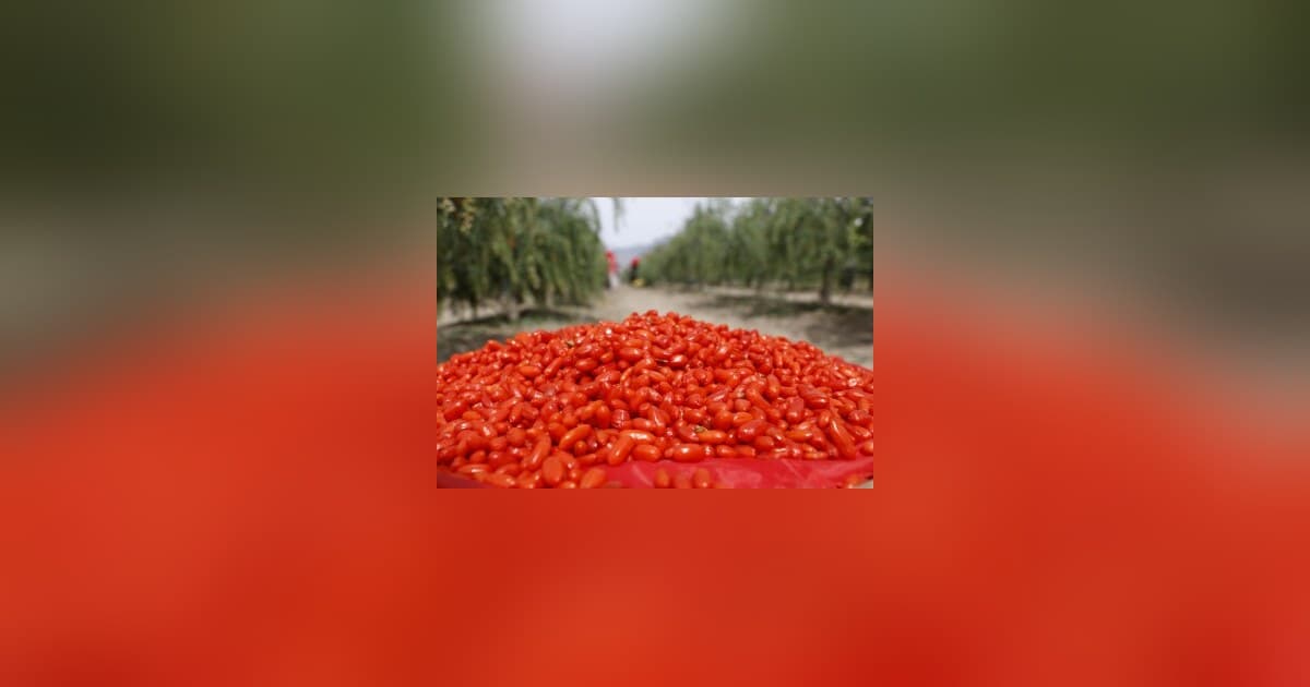 Bayas de Goji de Ningxia: De Manjar Ancestral a Industria Global de Superalimentos