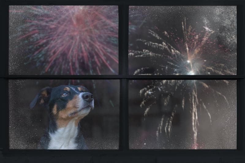 Nueva encuesta de Rover revela que el 65% de las mascotas temen los fuegos artificiales, lo que motiva recomendaciones de seguridad