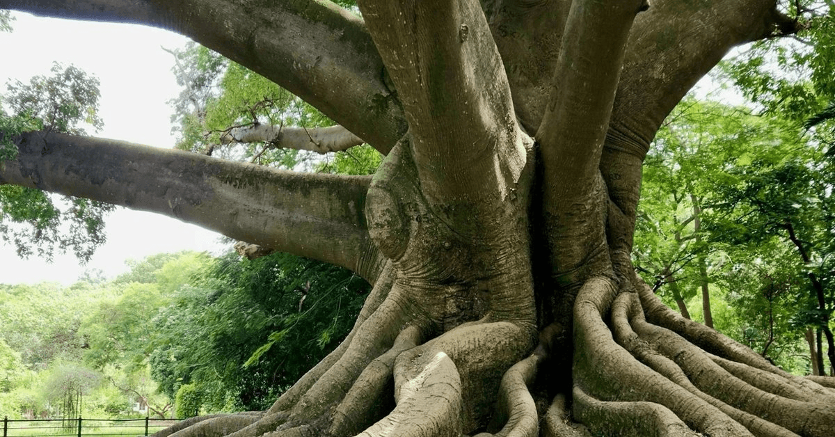 La Fundación ROOTS Fellowship Financia Proyectos de Preservación Espiritual Indígena en Tres Continentes