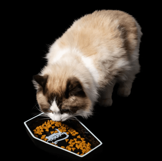 Freak On A Leash Lanza su Primera Colección para Gatos, Expandiéndose Más Allá de los Perros
