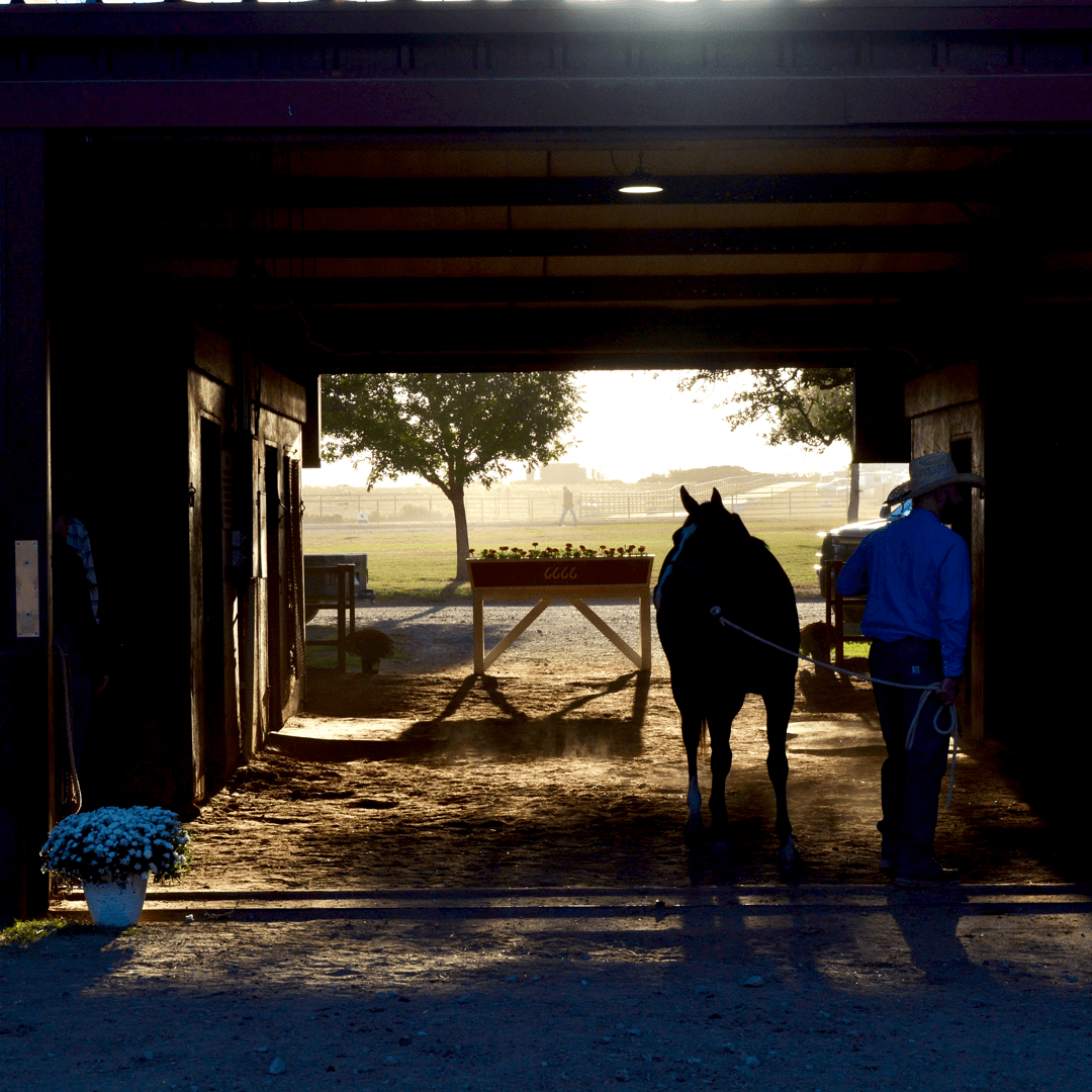 El Método Cuatro Seis: Cómo el Rancho Legendario Prepara Caballos para Venta con Enfoque en Salud y Excelencia