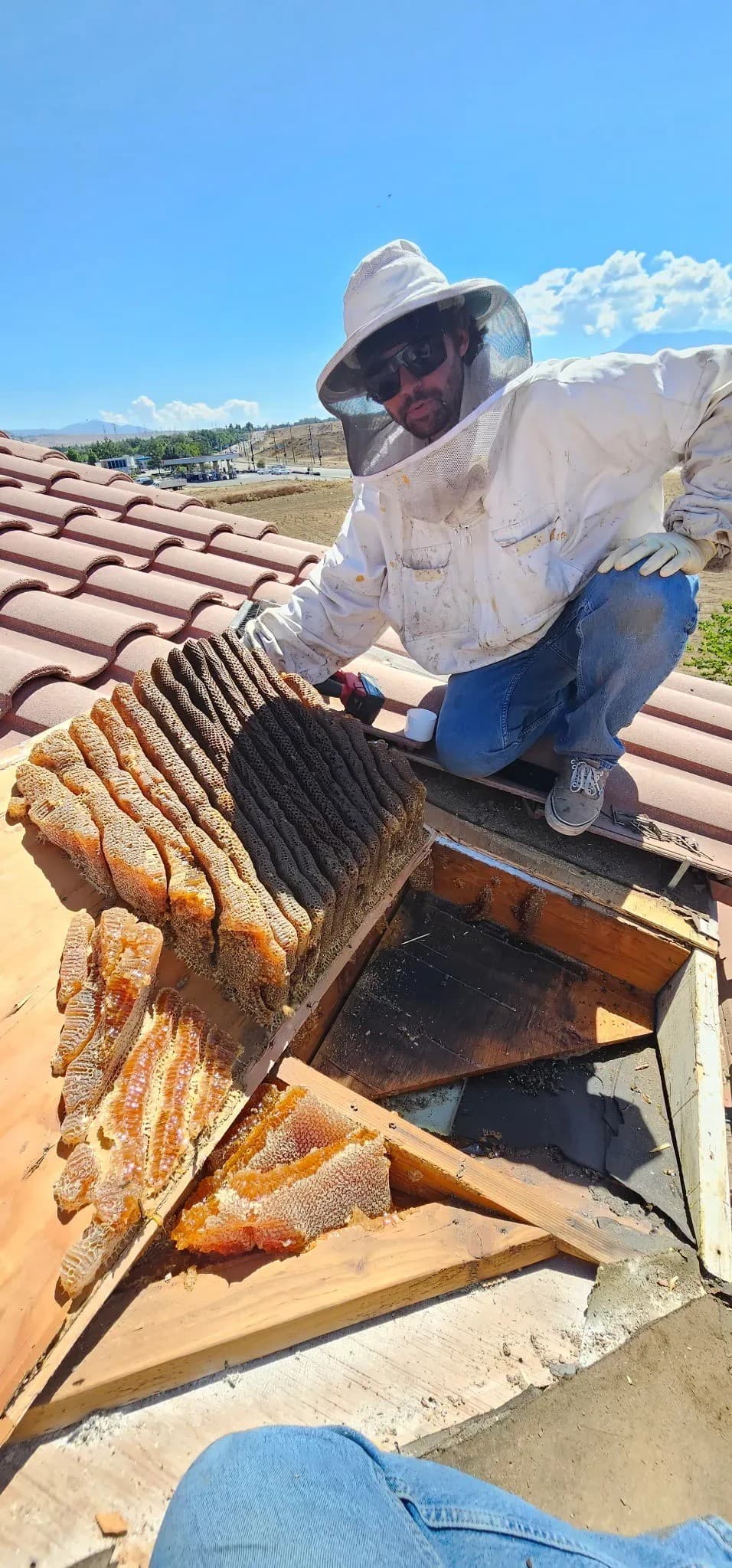 BeeSmart Bee Removal amplía servicios de extracción de abejas vivas en Hemet para abordar los riesgos de dejar panales atrás