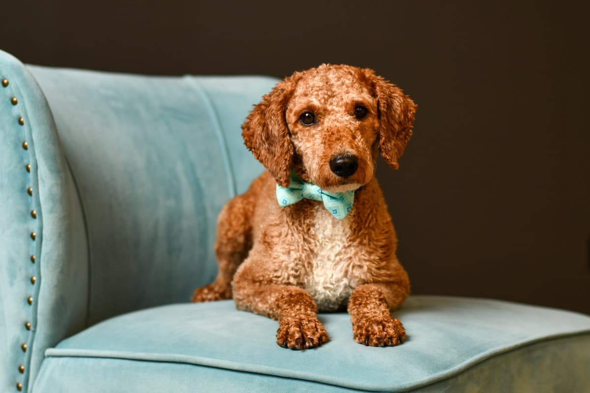 Fotógrafa de Columbus une retratos de estudiantes con rescate de perros en innovador programa comunitario