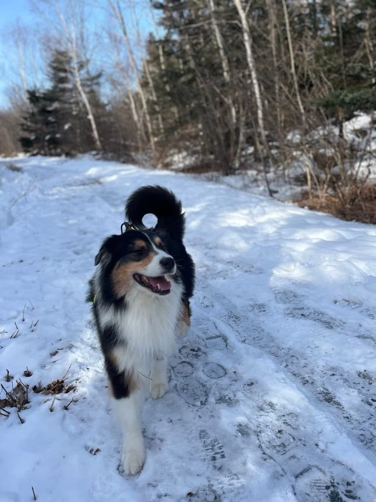 Perros canadienses ingresan al Salón de la Fama Animal Purina 2026 por actos heroicos