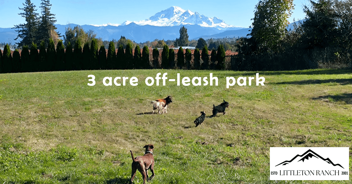 Littleton Ranch se transforma en Rescue Resource Ranch para apoyar a perros en crisis