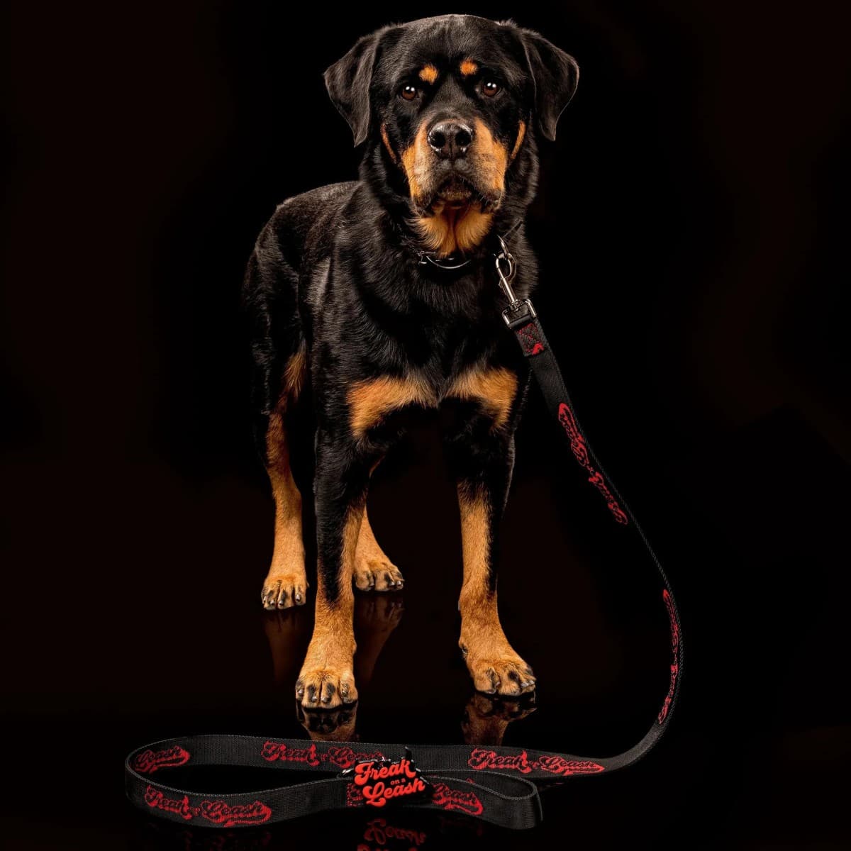 Freak On a Leash eleva los collares de púas para perros a uso diario con cuero de grano pleno y herrajes reforzados